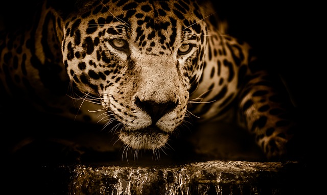 Ile pali Jaguar XF Diesel? Ile pali Jaguar XF Diesel?
